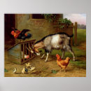 Search for vintage chicken posters Barn