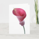Search for purple calla lilies cards Botanical