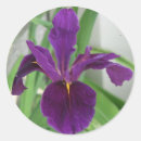 Search for purple iris flower stickers Photography