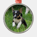 Search for rat terrier ornaments Cute