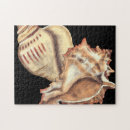Search for sea shell puzzles Conch seashell