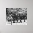 Search for horse canvas prints Draught