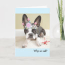 Search for boston terrier birthday cards Cute