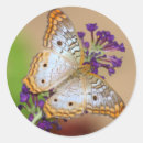 Search for white butterfly stickers Animal