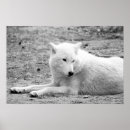 Recherche de loups blancs posters Noir et blanc