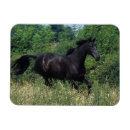 Recherche de déplacé magnets Herbe