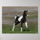 Search for white horse running posters Animal