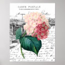 Search for vintage hydrangea posters Pink