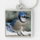 Search for jay keychains Birds