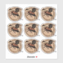 Search for moose hunting stickers Wildlife