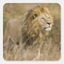 Search for male lion stickers Africa