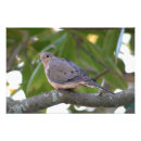 Recherche de colombe photographie Colombe de deuil