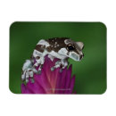 Recherche de grenouille magnets Amphibie