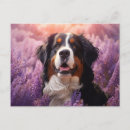 Search for mountain dog postcards Puppy