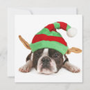 Search for boston terrier breed cards Background
