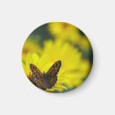 Search for helenium Daisy