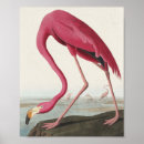 Search for antique flamingo posters Birds of america