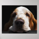 Recherche de limier posters Basset hound