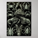 Search for vintage sea shells posters Ocean
