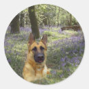 Search for german shepherd gear stickers Gsd