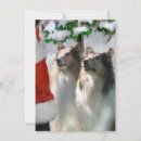 Search for rough collie christmas cards Xmas