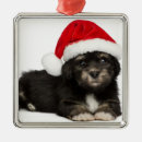 Search for havanese ornaments Bichon