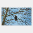 Search for eagle feather stickers Wildlife