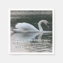 Recherche de cygne muet Oiseaux aquatiques