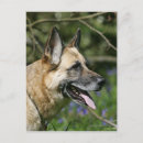 Search for headshot postcards Panting