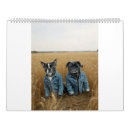Recherche de boston terrier calendriers Chiots