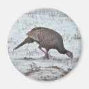 Search for turkeys magnets Bird