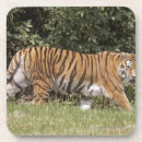 Search for two sided coasters Full length