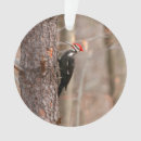 Search for woodpecker ornaments Nature