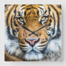 Search for square face clocks Tiger