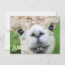 Recherche de alpaca posters Animaux de ferme