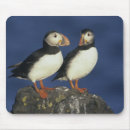 Recherche de atlantique tapis souris Oiseau