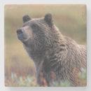 Search for environment coasters Wildlife