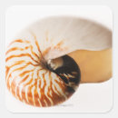 Recherche de nautilus autocollants Animal