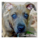 Search for brindle posters Puppy