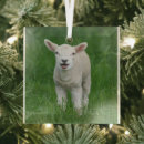 Search for baby lamb ornaments Sheep