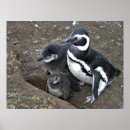 Search for penguin family posters Nature