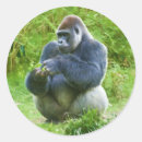 Recherche de gorilla autocollants Gorilles