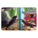 Recherche de tritons Salamandre