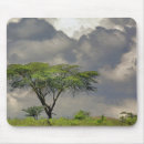 Search for acacia electronics Cloud