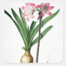 Search for amaryllis stickers Joseph