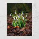 Recherche de snowdrops cartes postales Blanc