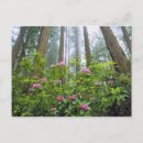 Recherche de rhododendron cartes postales Paysage