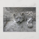 Recherche de léopard neige cartes postales Zoo