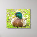 Search for ducks canvas prints Green