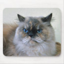 Recherche de visage bleu tapis souris Chat